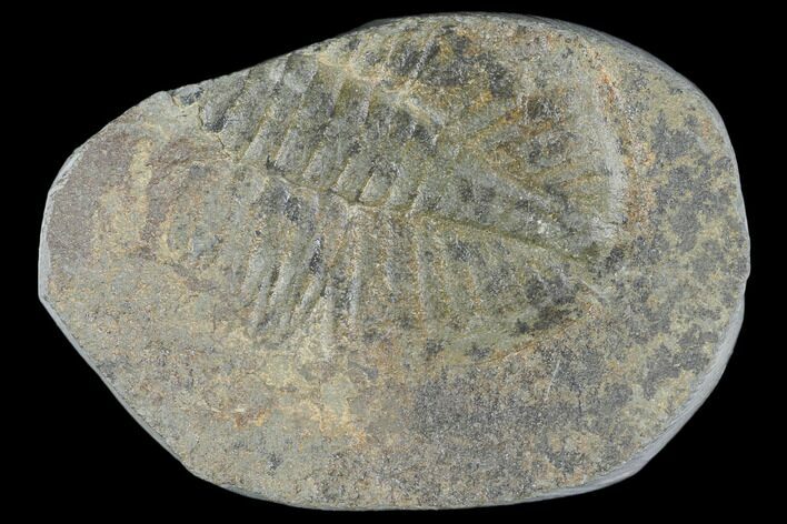 Partial Ogyginus Cordensis - Classic British Trilobite #103145